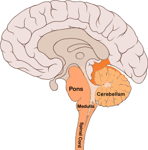 Brainstem and Cerebellum Diagram