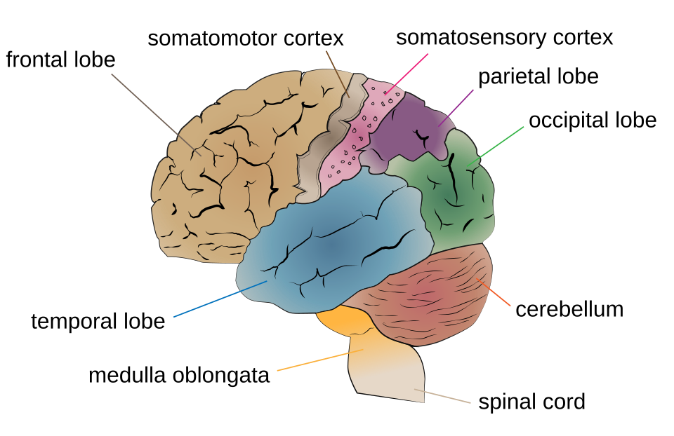 Cerebral Cortex Lobes Diagram