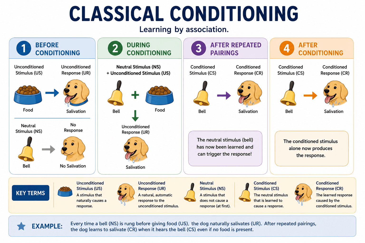An infographic illustrating the four stages of classical conditioning, showing how a dog learns to associate a neutral bell with food to produce a salivation response.