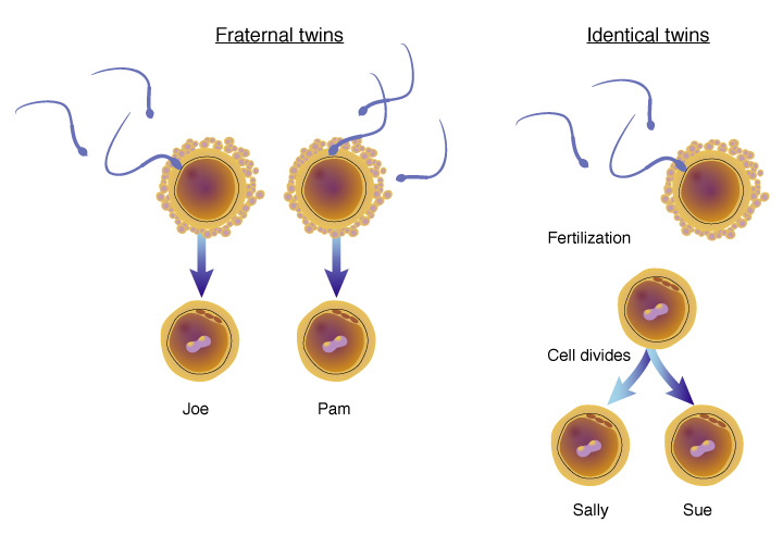 Identical Monozygotic Twins