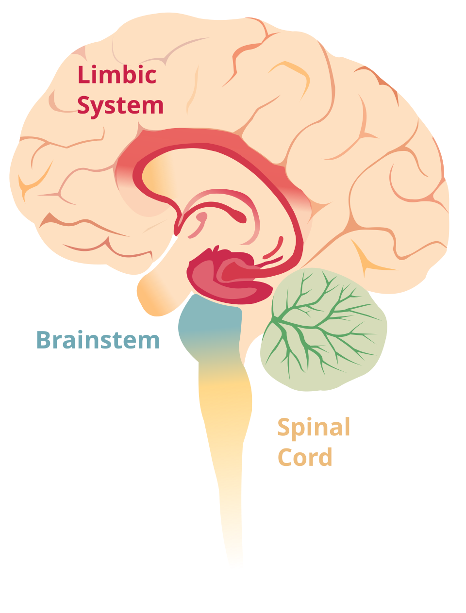Limbic System Diagram