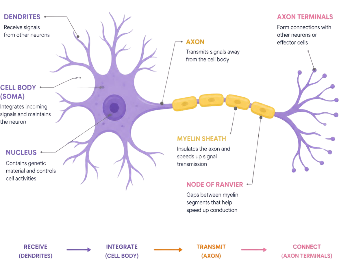 Anatomy of a Neuron Diagram